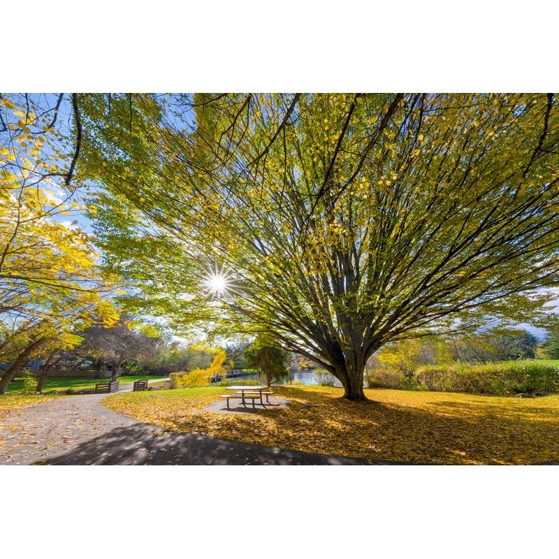 Old Tree by Thyegn - Wrapped Canvas Print, 30cm H x 46cm W x 3.8cm D