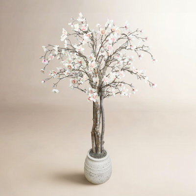 Sani 66" Magnolia Tree in Pot