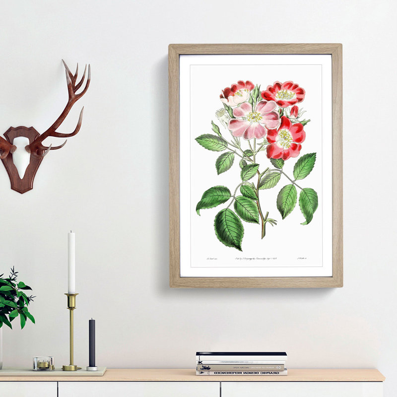 Pink Rose Clare Flowers - Framed Print, 36cm H x 27cm W x 2cm D, Oak Framed