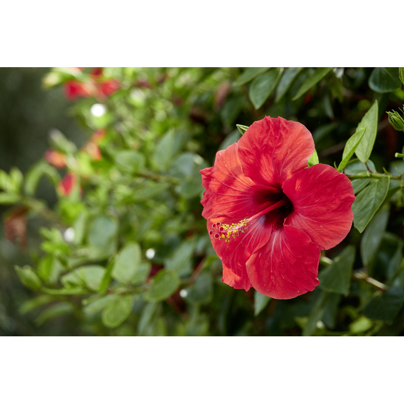 Hibiscus Flower Blossom - Wrapped Canvas Print, 81cm H x 122cm W