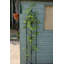 Shelese 180 cm H Steel Gothic Trellis-1493057809