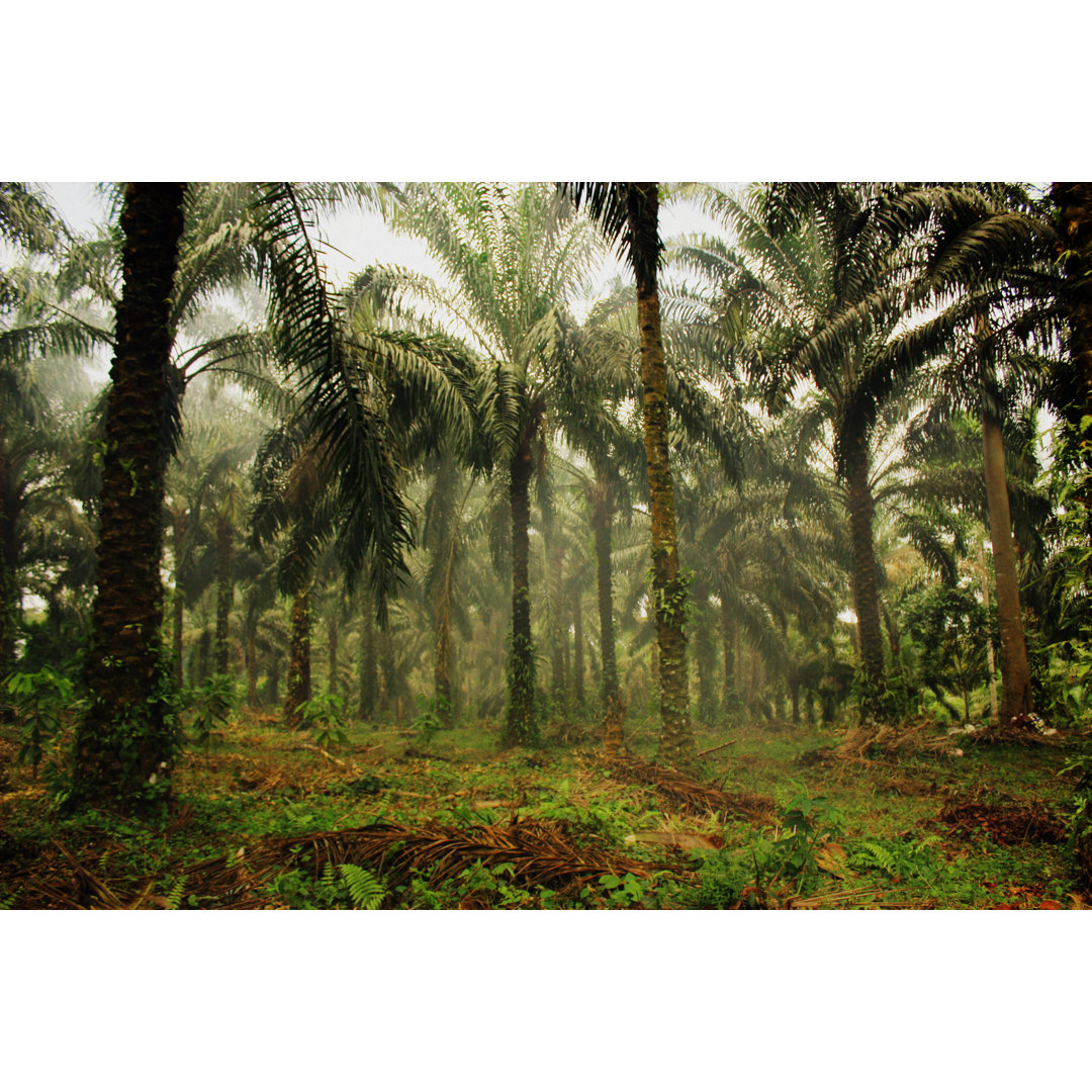 Leinwandbild Palm Jungle von Cristinajanes