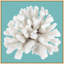 Coral On Aqua 9 Print by Lillian August