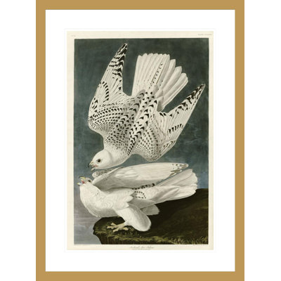 «Islande or Jer Falcon» par John James Audubon, impression giclée sur cadre
