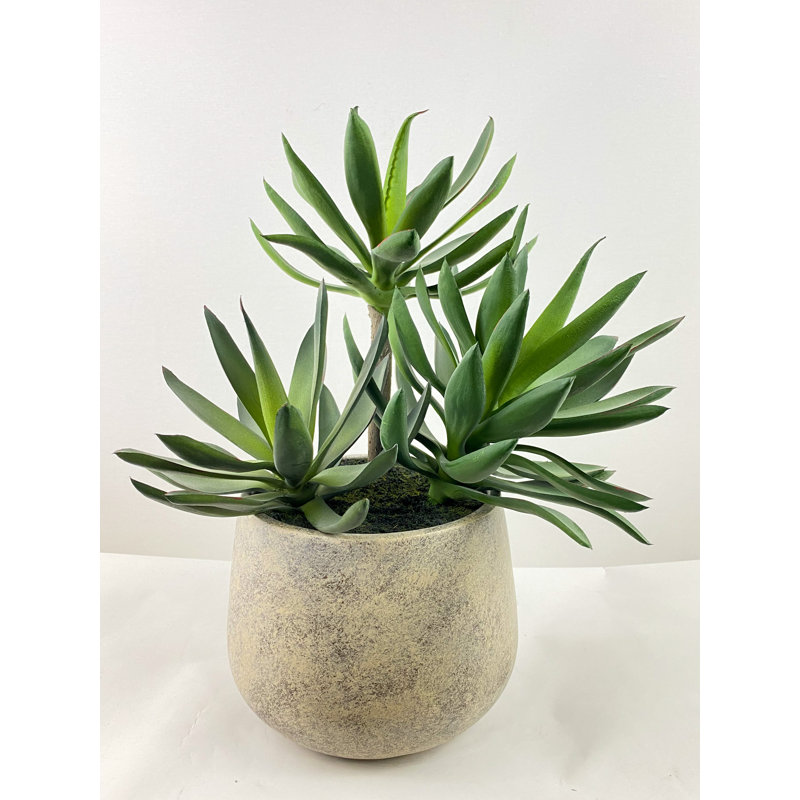 Agave triple avec vase