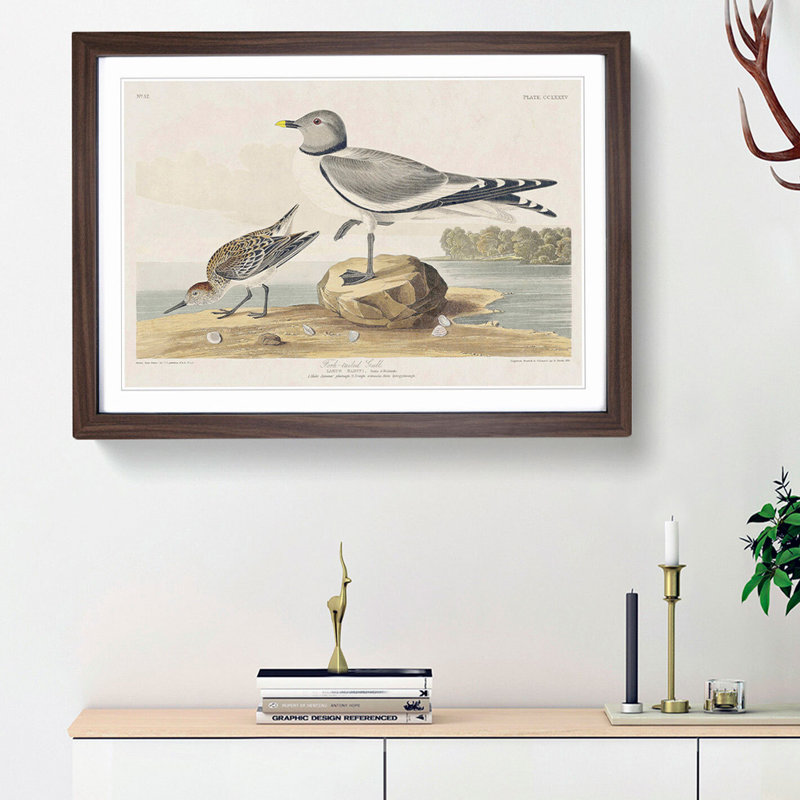 Fork-Tailed Gull by John Audubon - Framed Print, 27cm H x 36cm W x 2cm D, Walnut Framed
