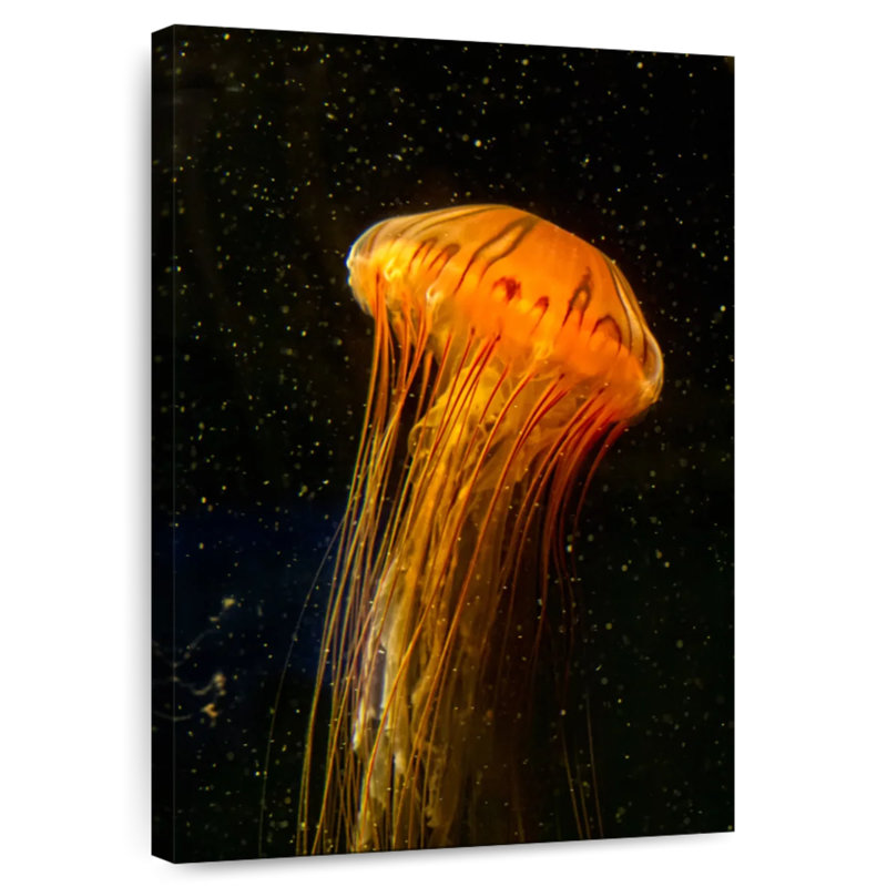 Brampt Pacific Sea Nettle, 30" H x 20" W