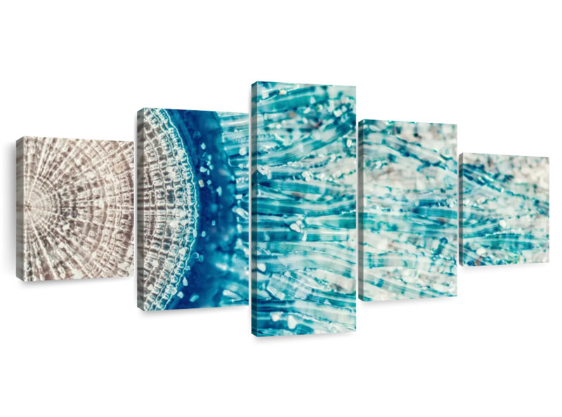 Jellyfish Details