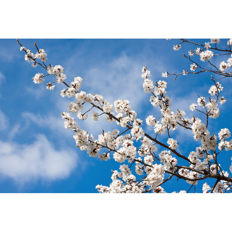 Spring White Blossom by Alienochko - Wrapped Canvas Print, 51cm H x 76cm W