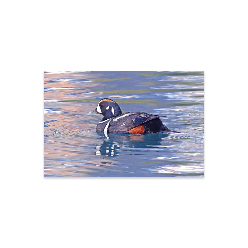 " Harlequin Duck " by Brian Wolf