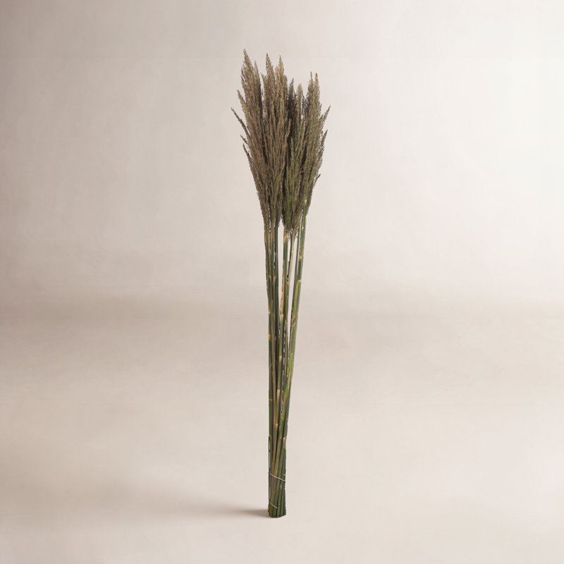 Zellmer 36'' H Preserved Plume Reed Bundle, Green