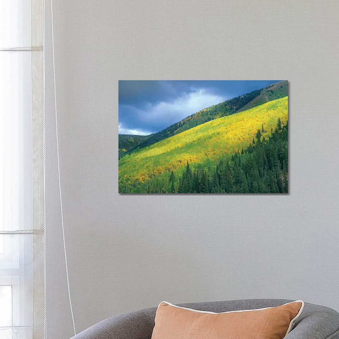 Quaking Aspen Forest, Maroon Bells, Snowmass Wilderness, Colorado von Tim Fitzharris - Gallery-Wrapped Canvas Giclée on ...