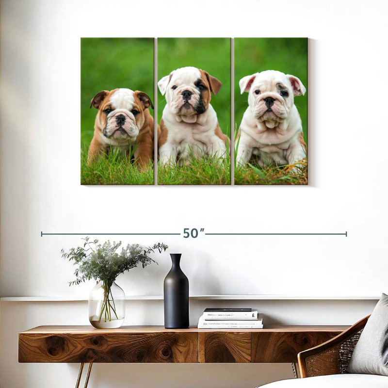 Chiots bouledogue anglais, H 24 po x l 38 po