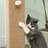 Scratching Post