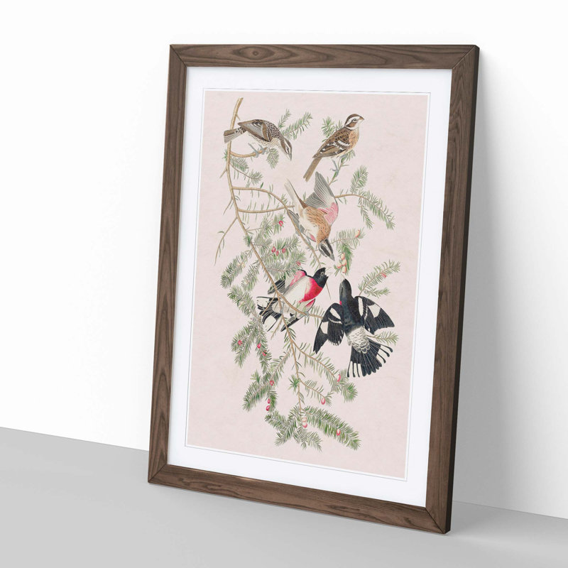 Rose-Breasted Grosbeak by John James Audubon - Picture Frame Graphic Art Print, Walnut, 50cm H x 35cm W x 2cm D