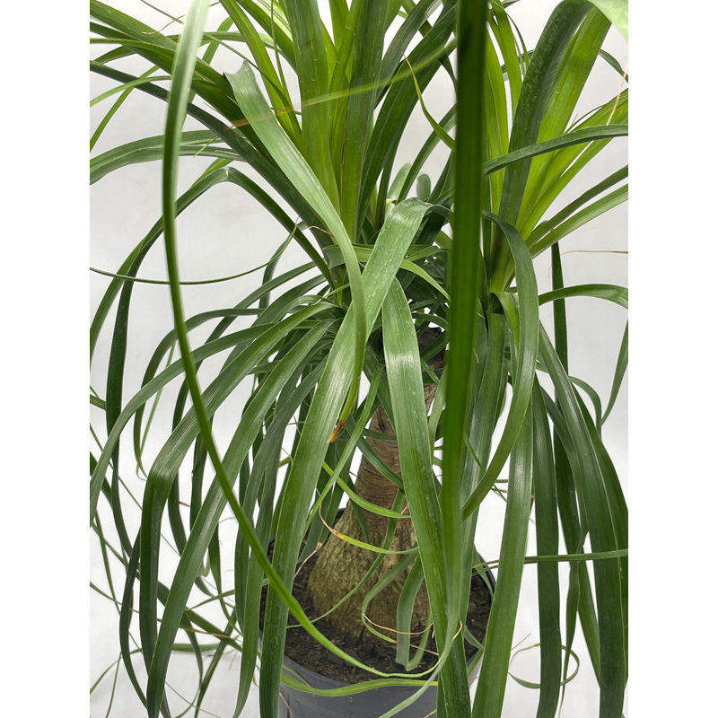 Ponytail Palm, 6 Inch