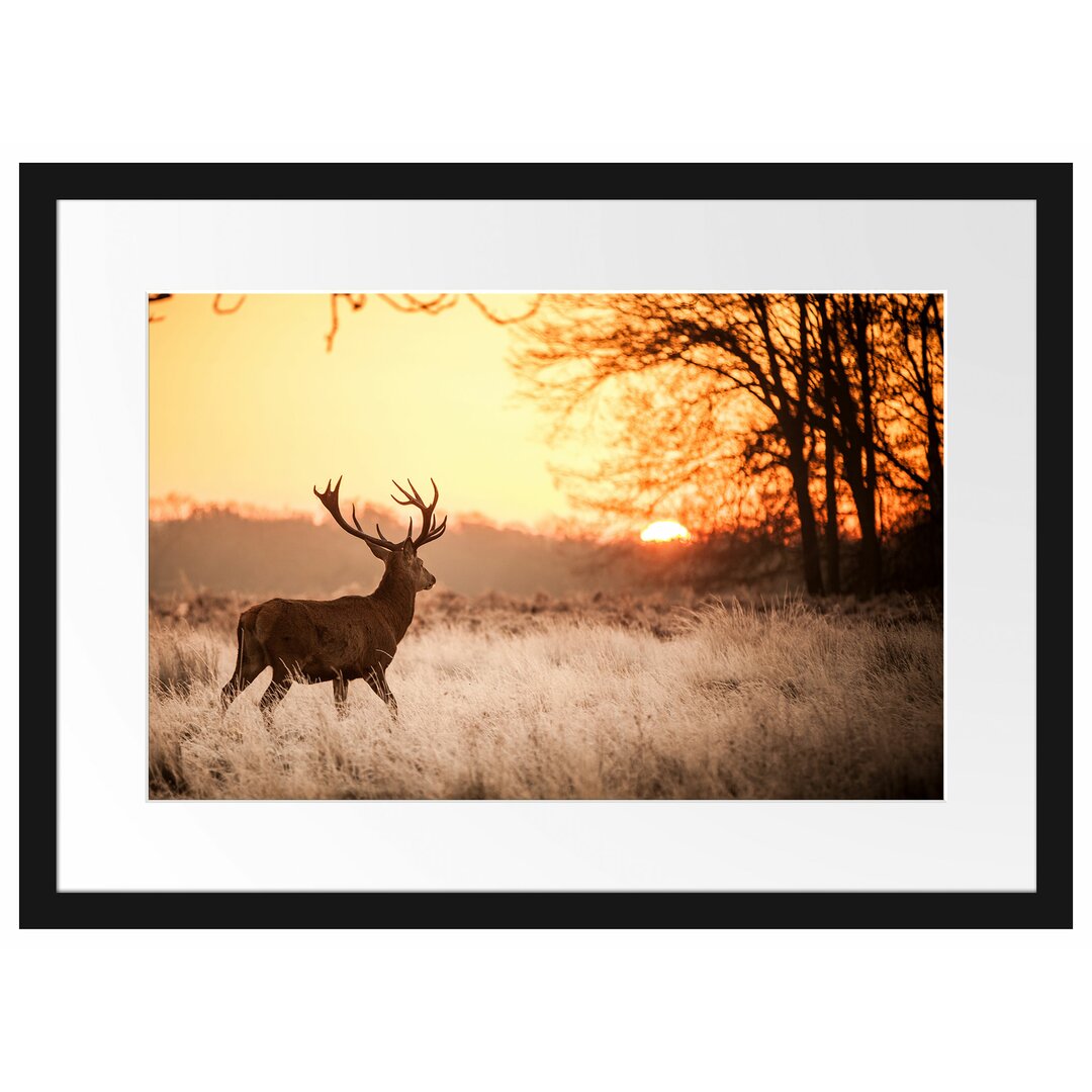 Gerahmtes Poster Hirsch im Sonnenuntergang