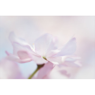 Cherry Blossom with Pastel Background by Andersboman