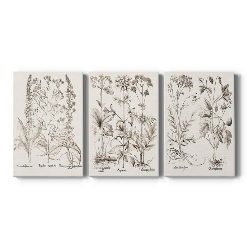 Sépia Besler Botanicals 9 - Toile tendue sur mesure - 3 pièces, H 18 po x l 36 po