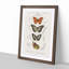 Butterfly Illustrations PL. 4 by Charles d' Orbigny - Picture Frame Graphic Art Print-55512970-55512975
