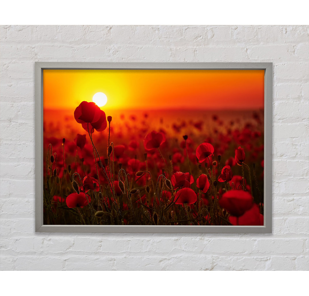 Mohnblumen im Sonnenuntergang Rot - Einzelbildrahmen Kunstdrucke auf Leinwand