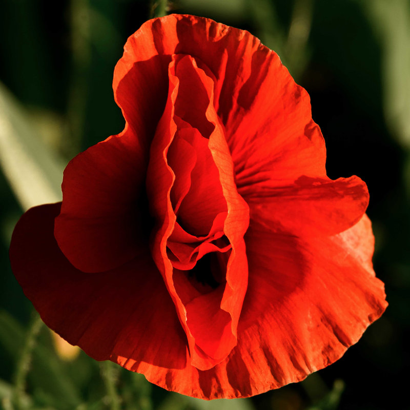 " Red Poppy Flower " by Volodymyr Zakharov, 12" W x 12" H