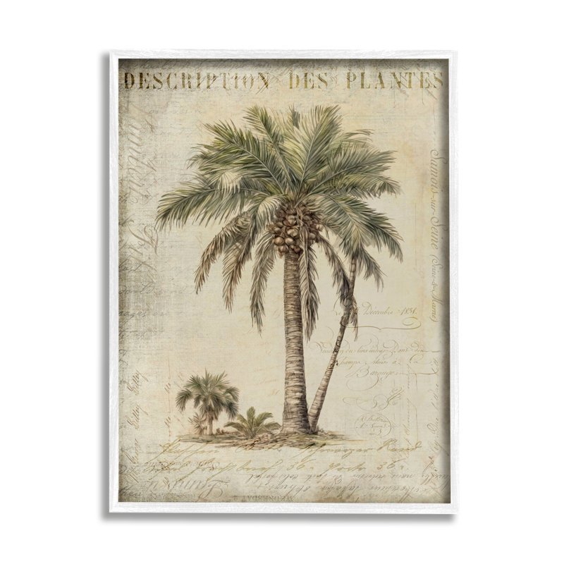 Vintage Palm Tree Study Botanical Canvas Print with White Frame, 16 x 20