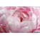 Fragment of Pink Peony by Ksenia Pelevina - Wrapped Canvas Photograph
