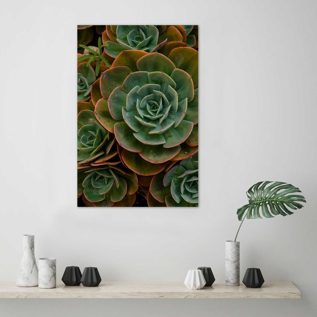 Fotodruck Decorative Succulent