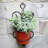 Colt Metal Wall Planter