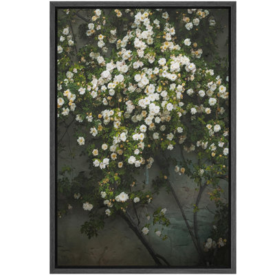 Roses en cascade, illustrations botaniques contemporaines, campagne française rustique