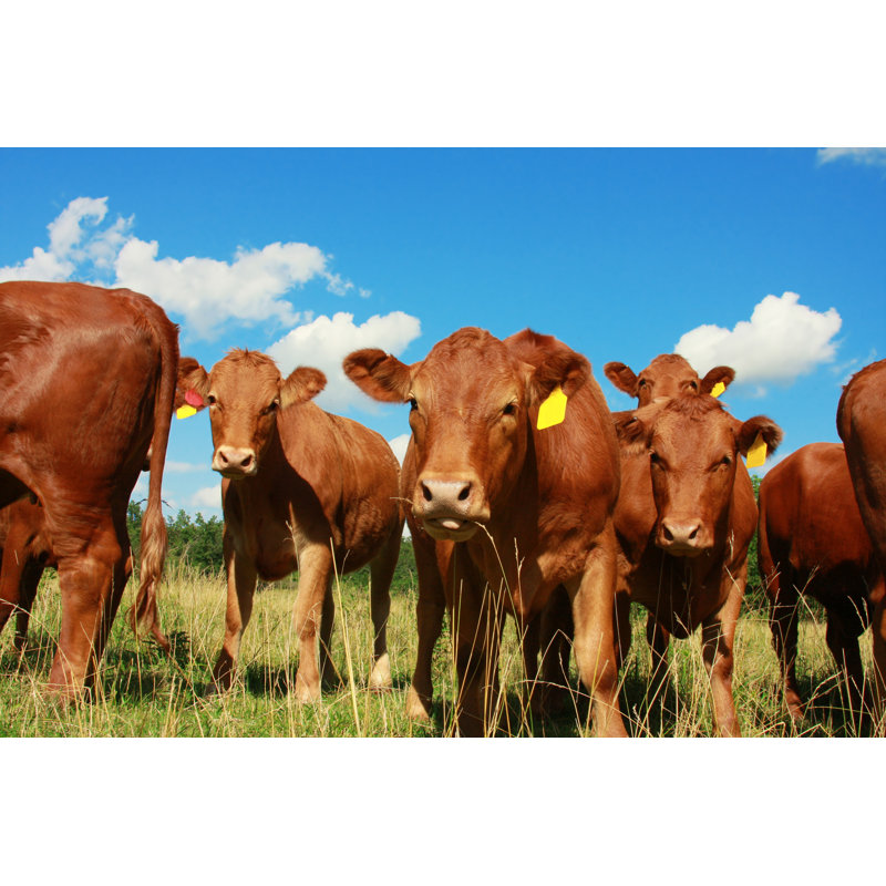 Curious Cows - Photographie sur toile tendue, L 18 po x H 12 po
