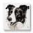 Border Collie Drawing - No Frame Print-1231469336