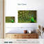 Brampt exhibant des plumes de paon-107676521