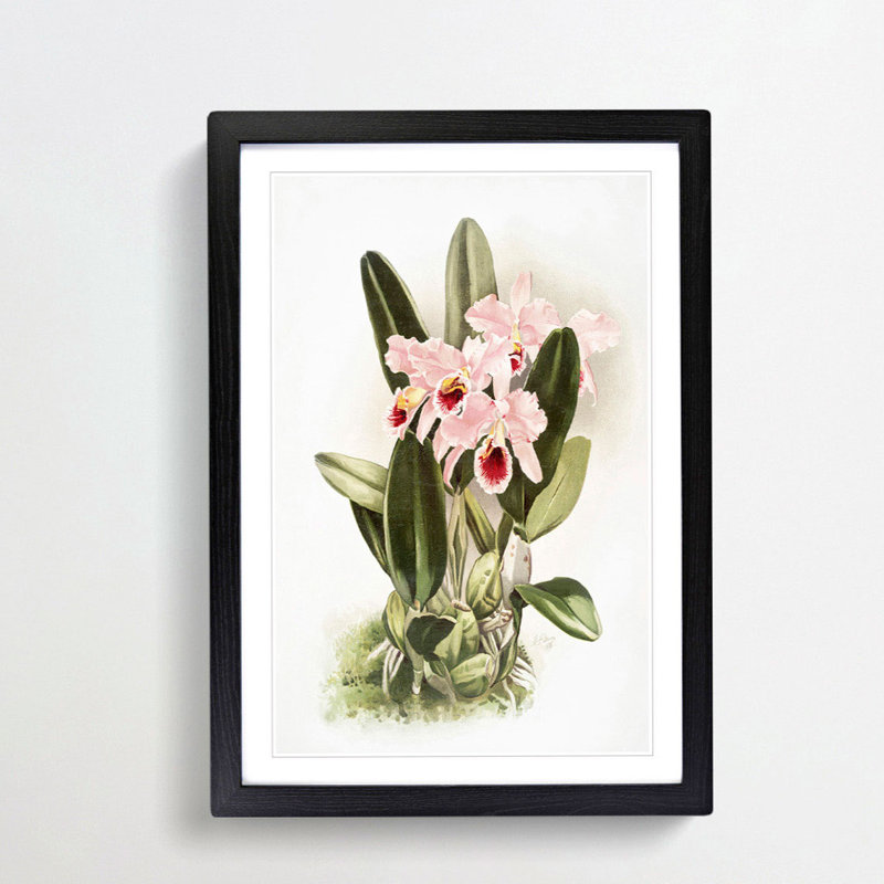 Magnolia Flowers Illustration Tab. 2 by Frederick Sander - Picture Frame Painting Print, Black, 60cm H x 40cm W x 2cm D