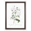 White Roses by Pierre-Joseph Redoute - Framed Print-55612733-55612734
