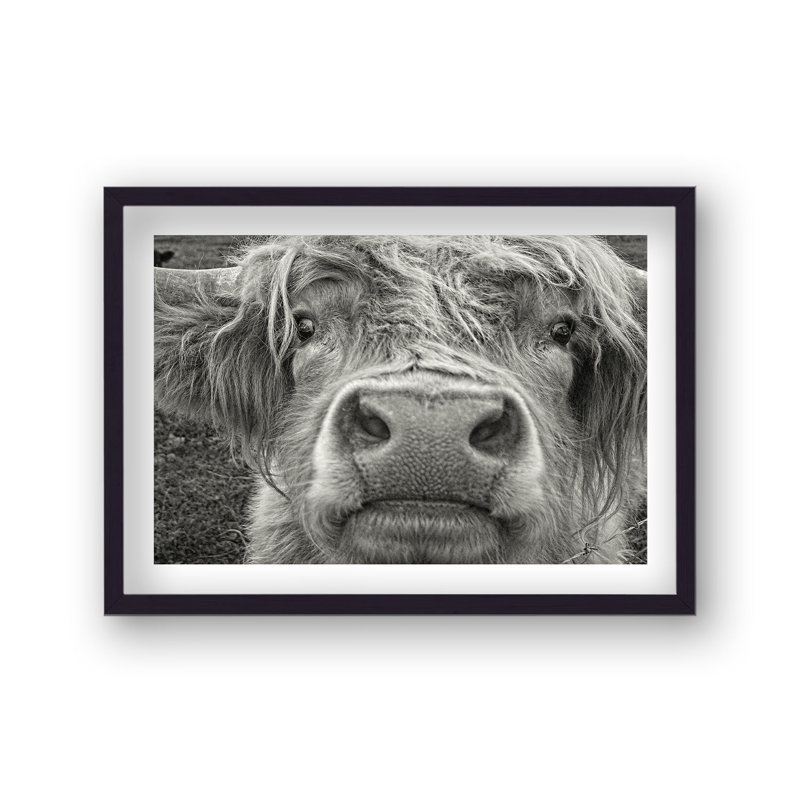 Friendly Highland Cow B&W by Vouvart - Single Picture Frame Print