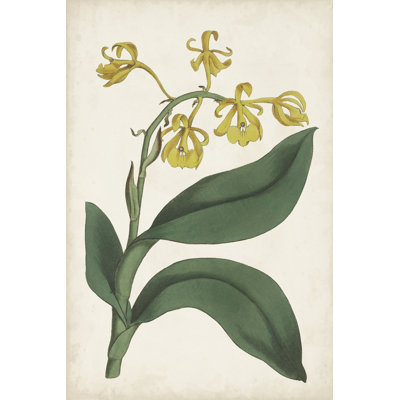 Antique Botanical Collection X by Ridgeway - Art Prints