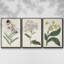 Ensemble de 3 pièces encadrées sur toile Antique Botanical Collection VII-97760032-97760035