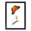 Caterpillar & Painted Lady Butterfly by George Shaw - Framed Print-55621303-55621302