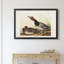 Red Headed Duck - reproduction d'art sur toile encadrée-1528513532-1528513472