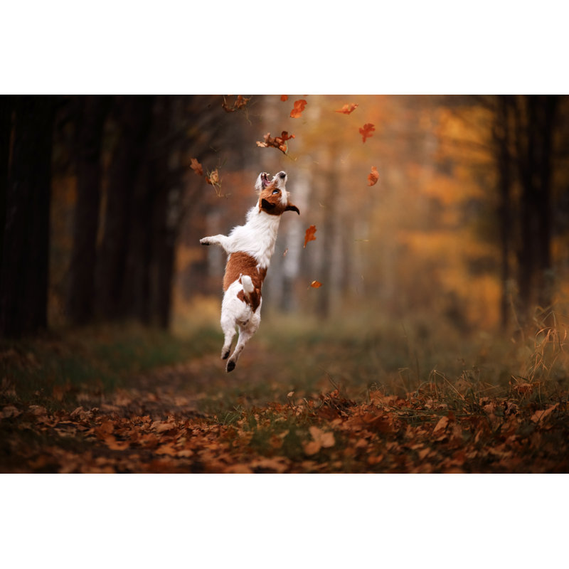 Dog Jack Russell Terrier Jump by Anna-av - Wrapped Canvas Print, 30cm H x 46cm W x 3.8cm D