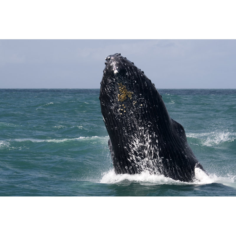 Humpback Whale by MandarineTree - Wrapped Canvas Print, 30cm H x 46cm W