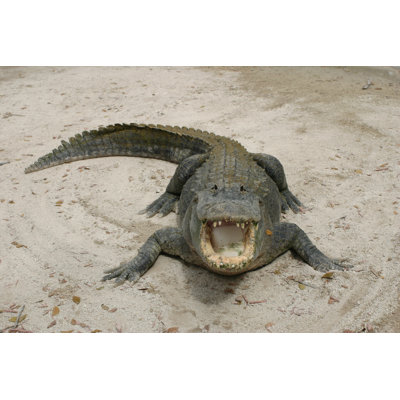 " Alligator - Everglades National Park " by Andrewashby