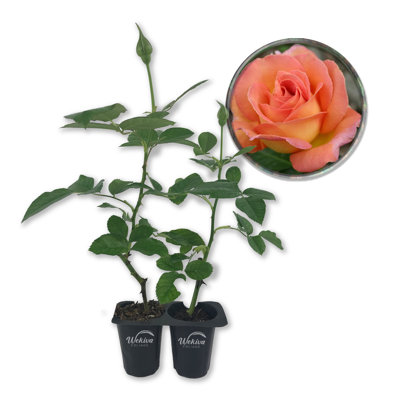 Tahitian Sunset Rose Bush - Live Starter Plant in a 2 Inch Pot - Beautifully Fragrant Heirloom Rose from Florida - A Versatile Beauty with a Rich Fragrance