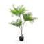 Arbre de bambou céleste 5,5 pi avec folioles vert vif et tronc fourchu naturel dans un pot de fleurs noir