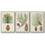 Antique Pine Cones II - 3 pièces, impression sur toile-97759061-97759065