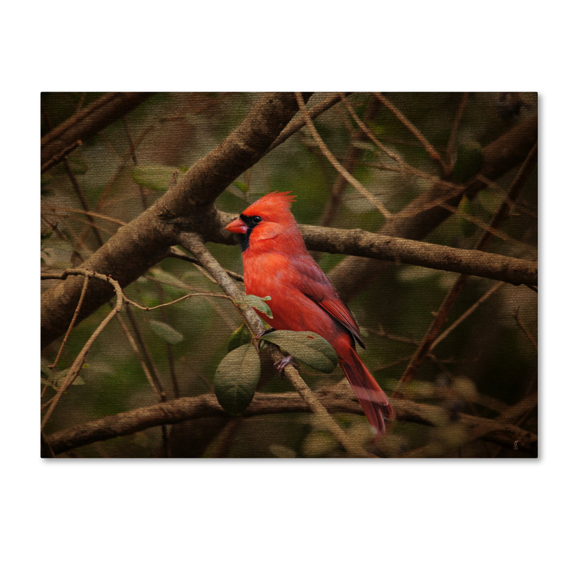 «Song Of The Red Bird 1», reproduction de photo sur toile tendue Vidur, H 18 po x l 24 po