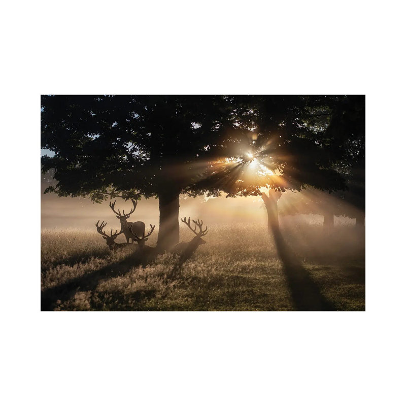 Summertime Dawn Under Chestnut by Max Ellis - Wrapped Canvas Print