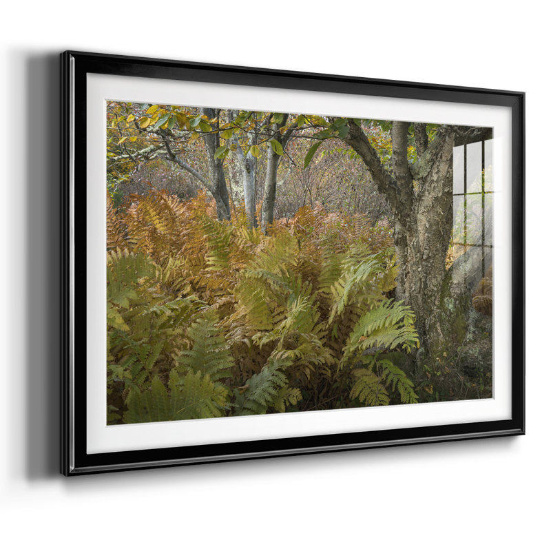 Autumn Ferns, reproduction d'art encadrée, Noir, H 15 po x l 21 po x P 1,5 po